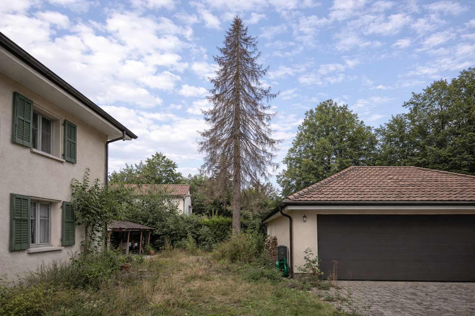 Avant : épicéa mort de 20m entre maison et garage
