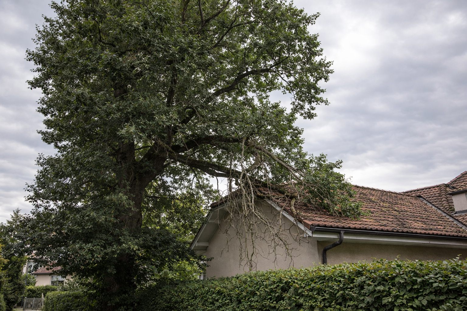 Avant : chêne avec branches sur le toit