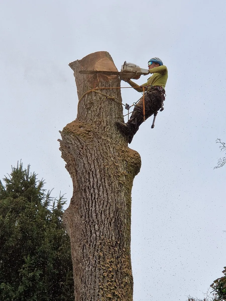 Arboriste avec tronçonneuse sur un tronc massif en hauteur