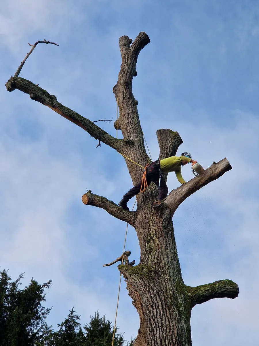 Arboriste grimpeur en action sur une grosse branche avec cordage de sécurité