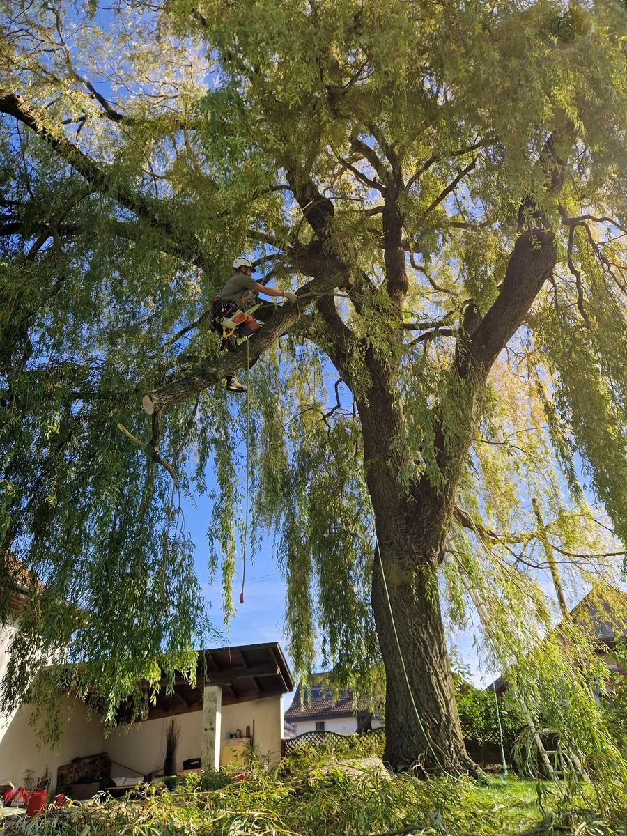 Arboriste sur une charpente de saule, tronçonneuse en main, au-dessus d'une maison