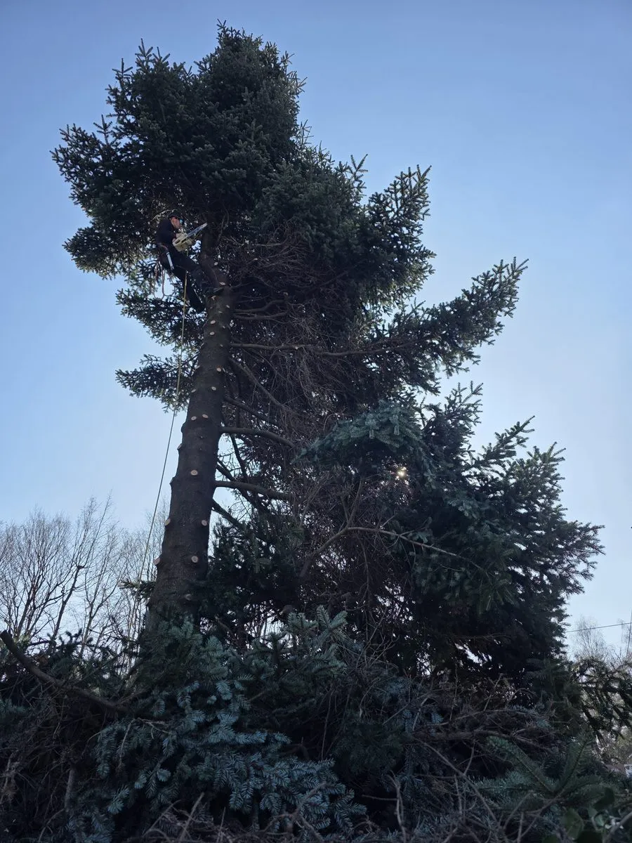 Arboriste grimpant dans un grand conifère avec cordage