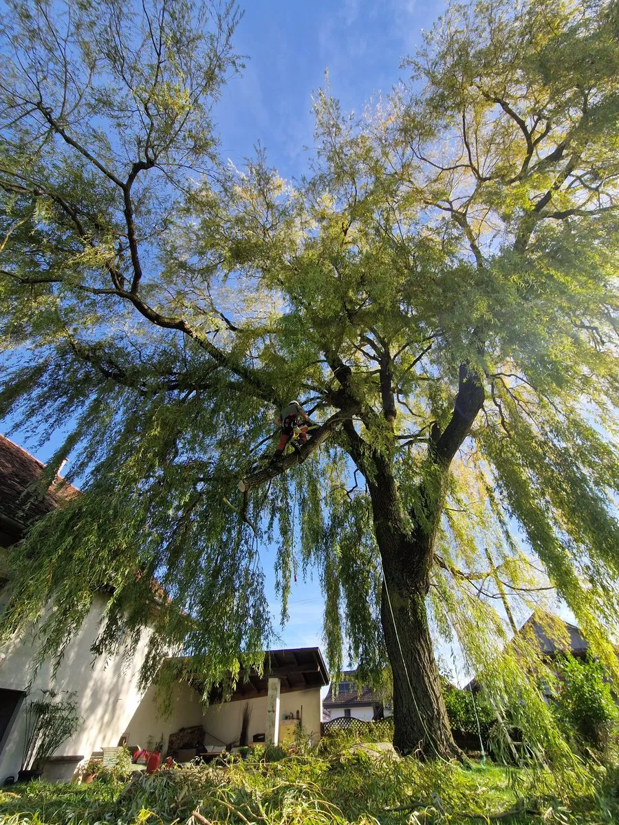 Vue depuis le sol d'un grand arbre feuillu avec canopée luxuriante