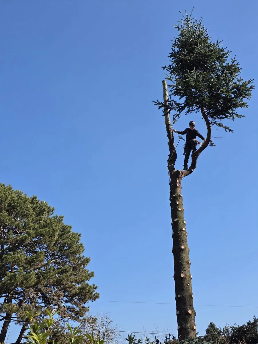 Arboriste tout en haut d'un grand arbre, vu du sol contre le ciel bleu
