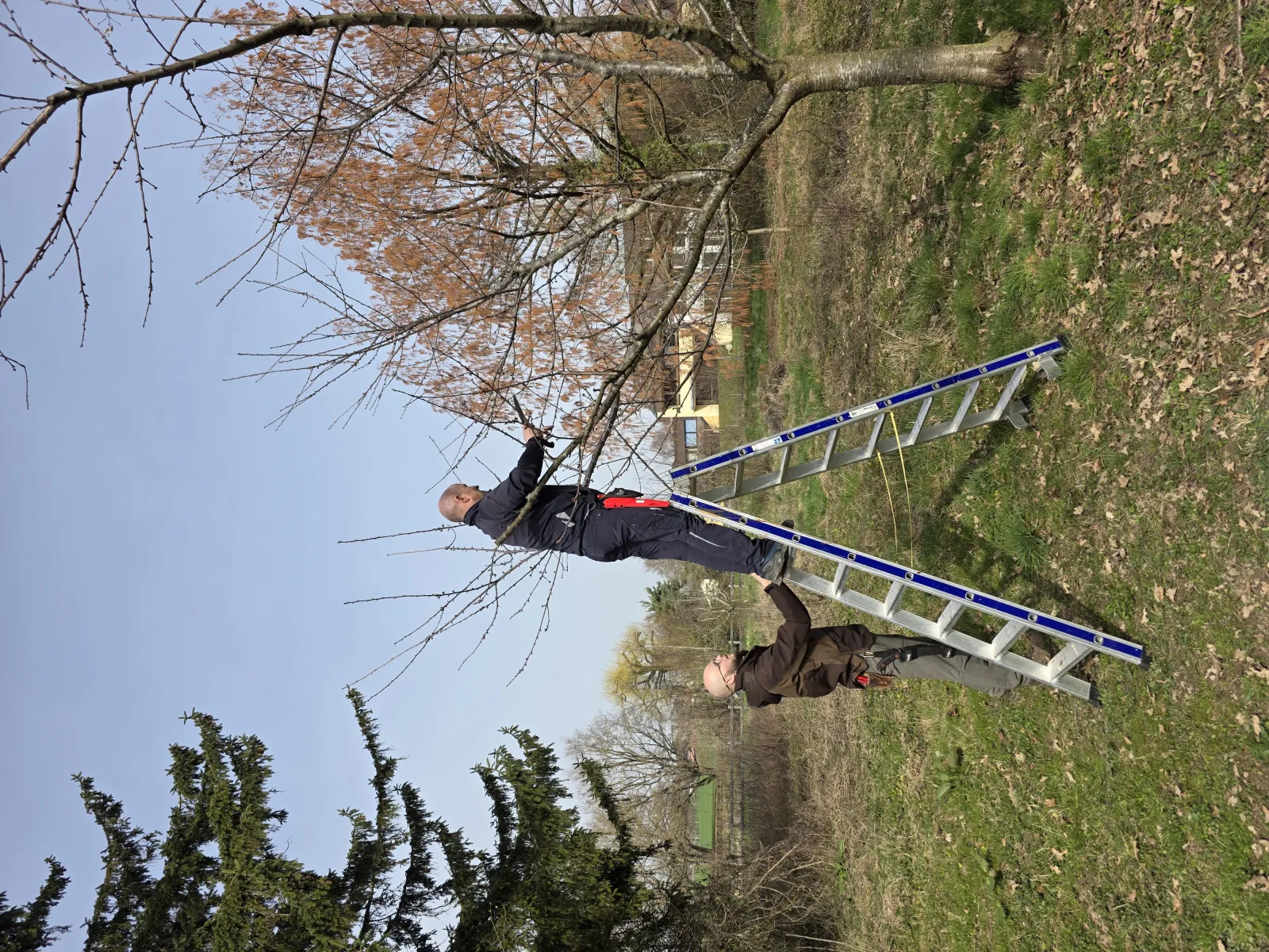 Formation terrain — taille d'arbre avec échelle en conditions réelles
