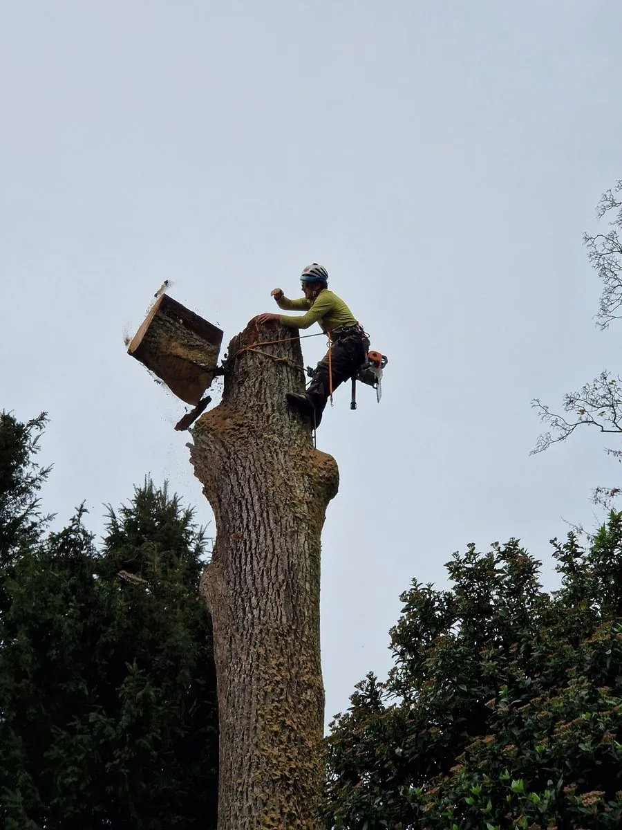 Arboriste découpant une section de tronc en hauteur, morceau en chute